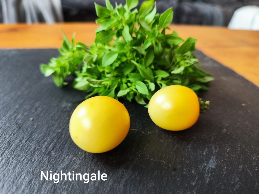 Nightingale