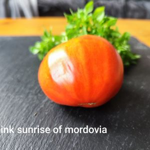 Pink sunrise of Mordovia