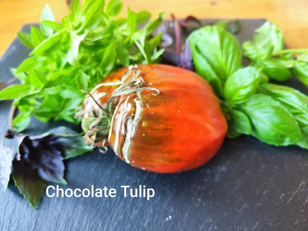 chocolate tulip