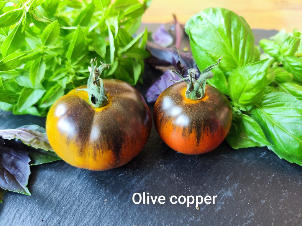 Copper olive