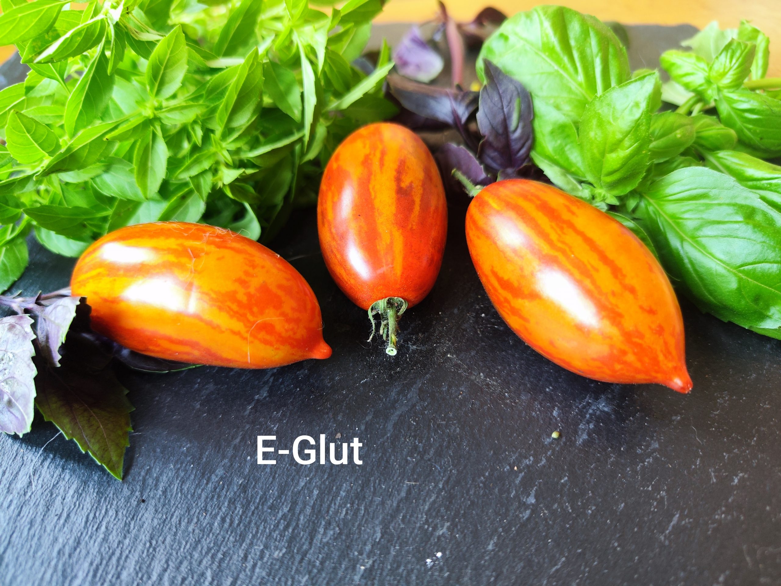 E-Glut