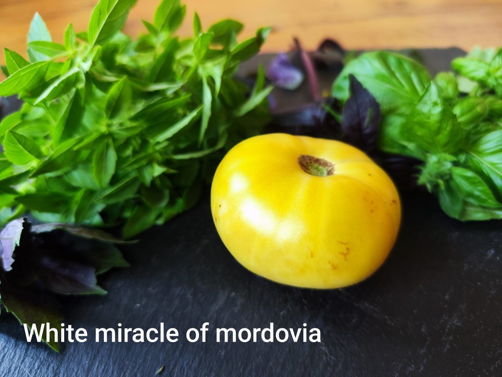 White miracle of Mordovia