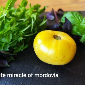 White miracle of Mordovia