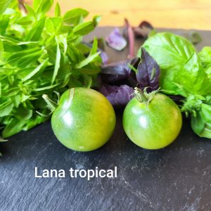 Lana Tropical