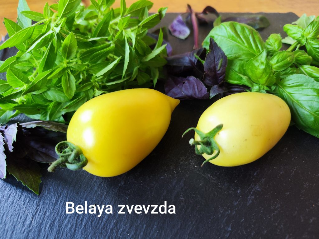 Belaya Zvevzda
