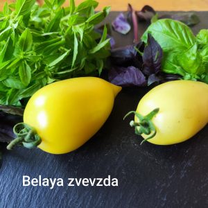 Belaya Zvevzda