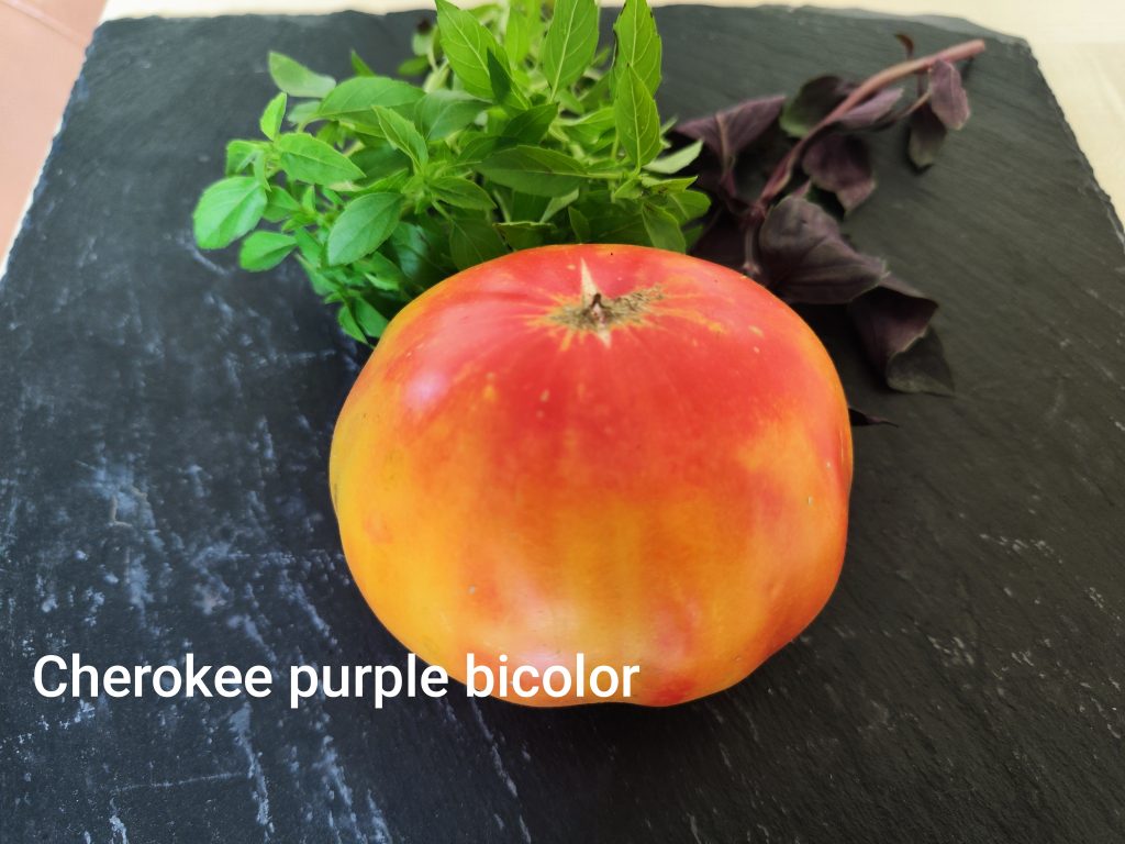 Cherokee purple bicolor