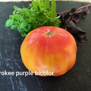 Cherokee purple bicolor