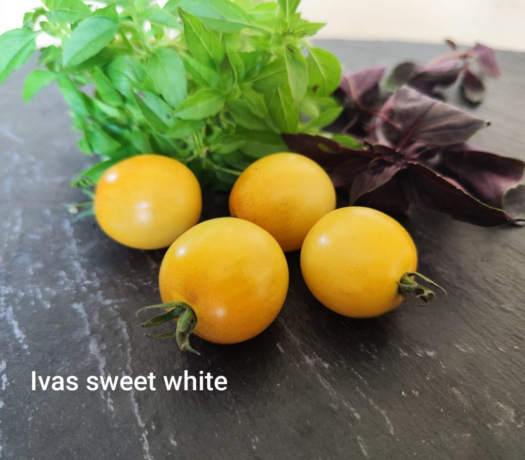 Ivas sweet white