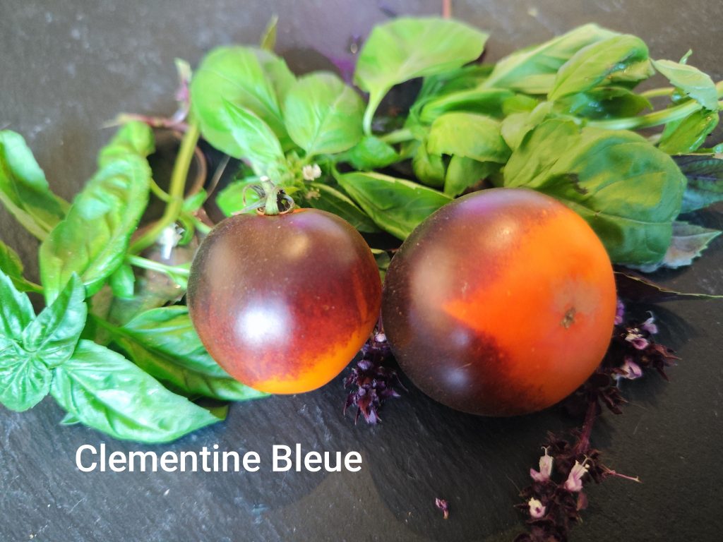 Clementine Bleue