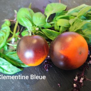 Clementine Bleue