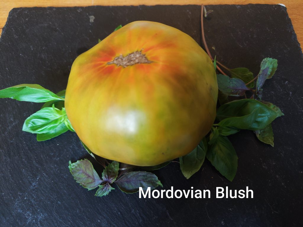 Mordovian Blush