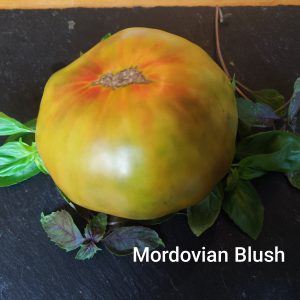 Mordovian Blush