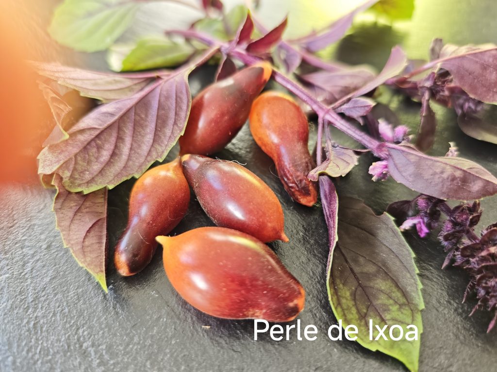 Perle d´Ixoa