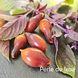 Perle d´Ixoa