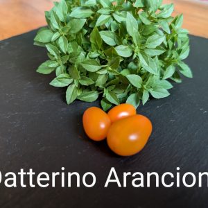Datterino Arancio