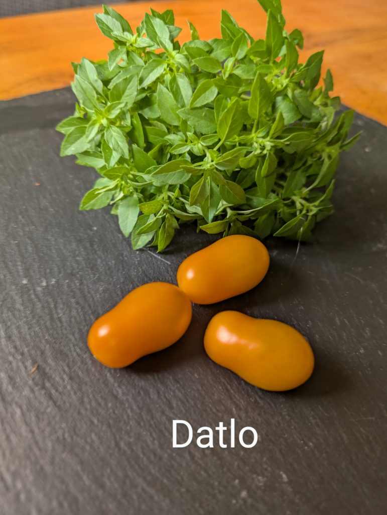 Datlo