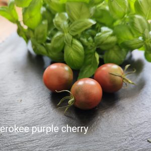 Cherokee purple cherry