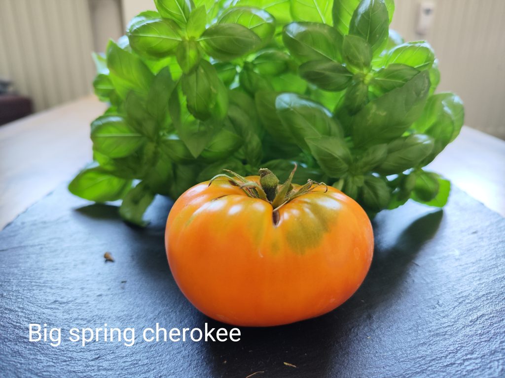 Big spring cherokee