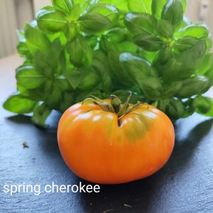 Big spring cherokee