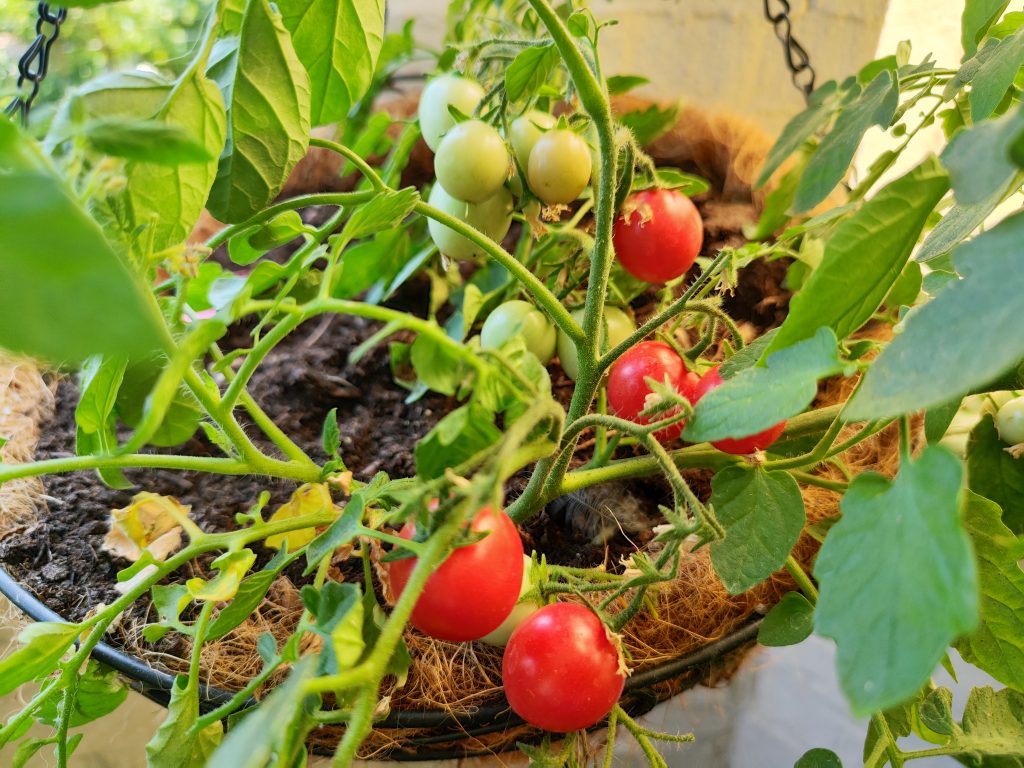Cranberries in Sugar