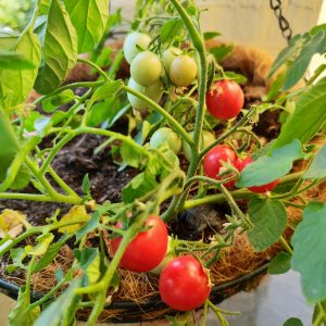Cranberries in Sugar