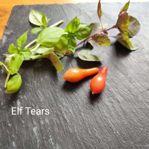 Elf Tears