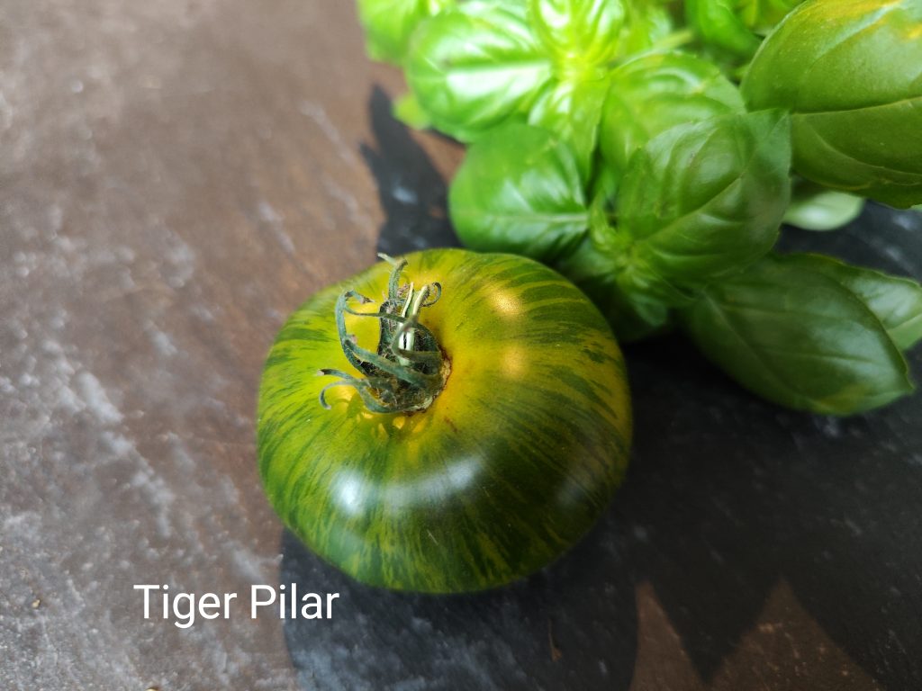 Ab tiger pilar