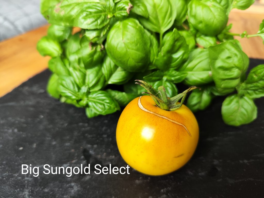 Big sungold select