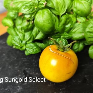 Big sungold select
