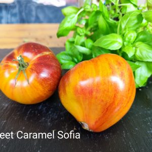 Sladkaya karamel? Sofii