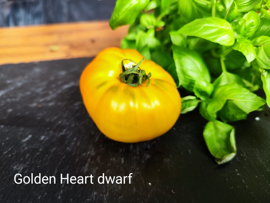Golden Heart Dwarf