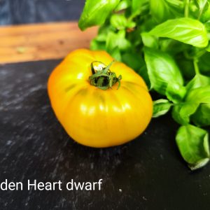 Golden Heart Dwarf