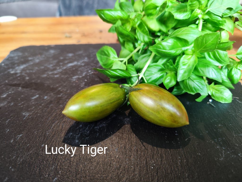 Lucky Tiger