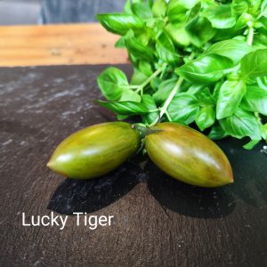 Lucky Tiger