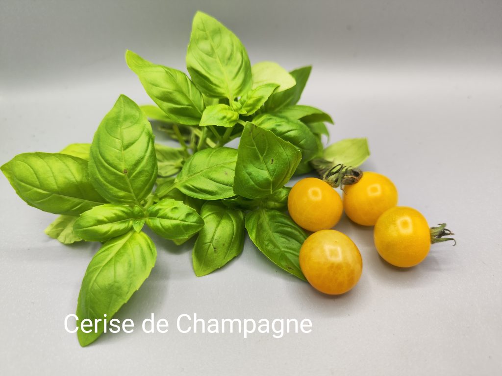 Cerise de champagne