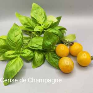 Cerise de champagne