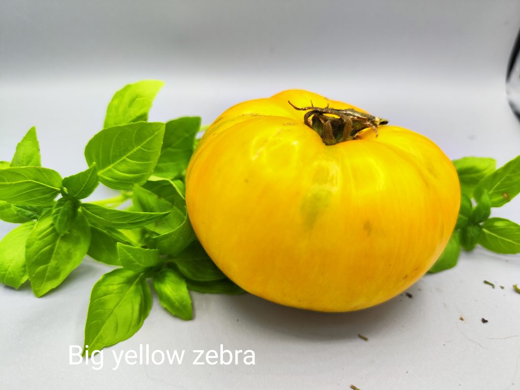Big yellow zebra