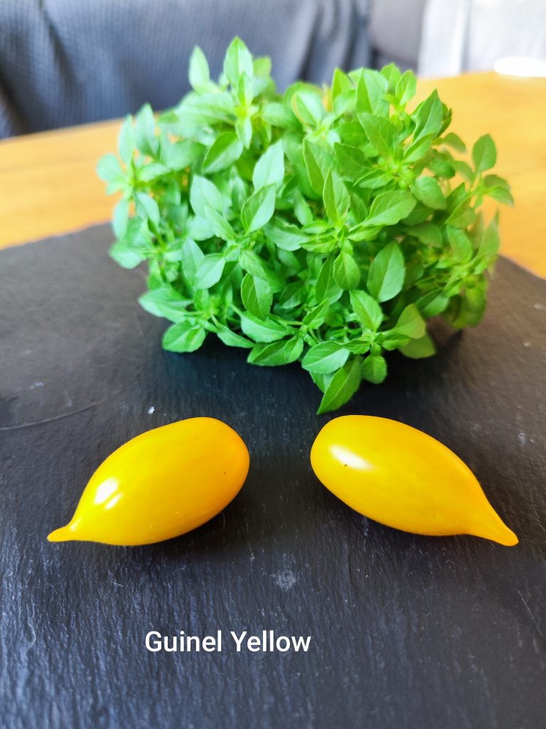 Guinel yellow