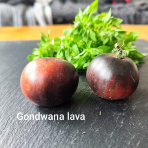 Gondwana lava