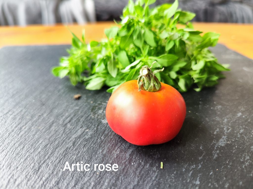 Artic rose