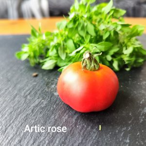 Artic rose