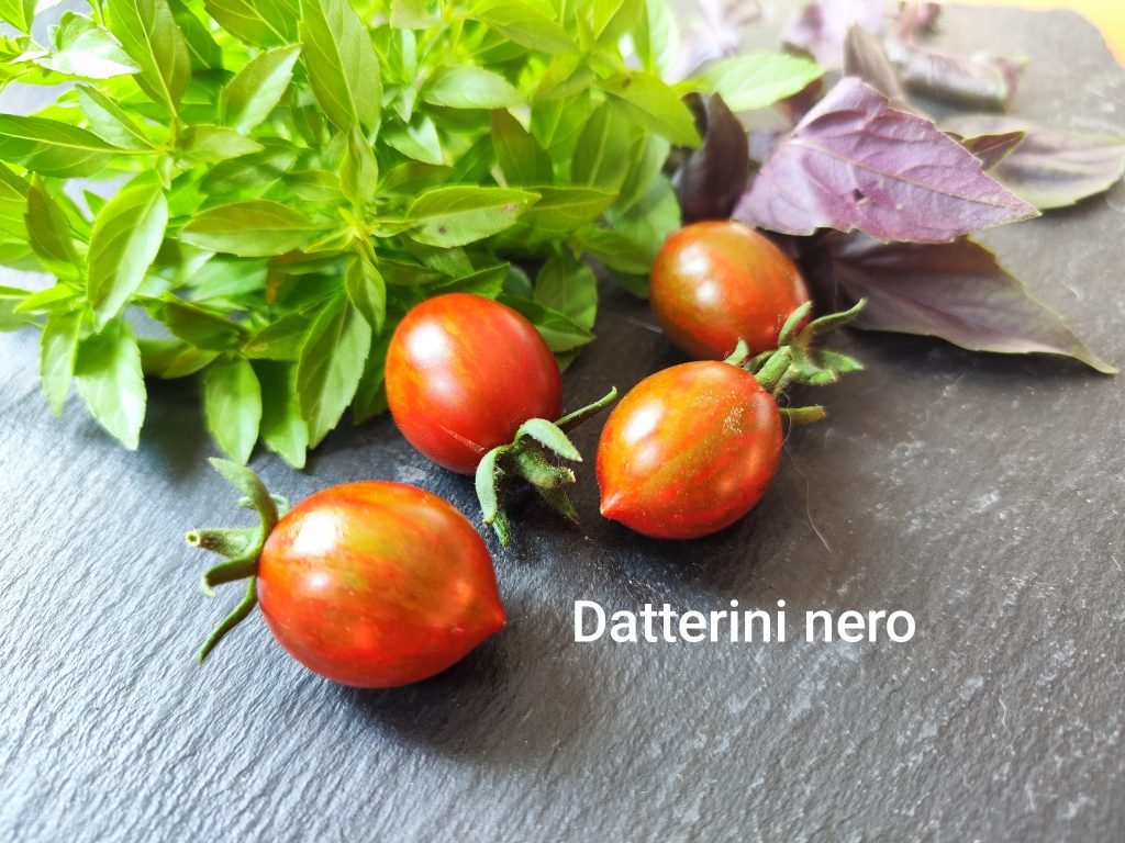 Datterino nero