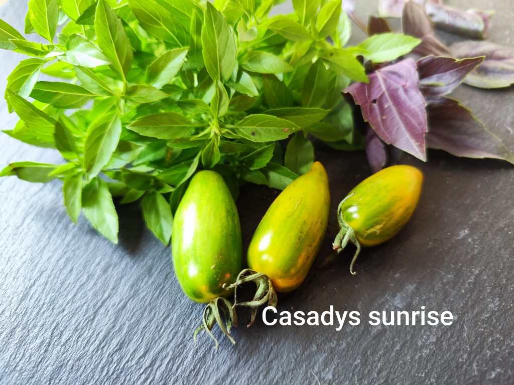 Casadys sunrise
