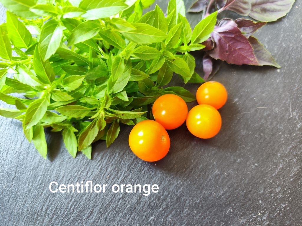Centiflor Orange Hypertress