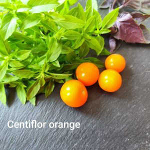 Centiflor Orange Hypertress