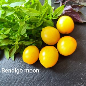 Bendigo moon