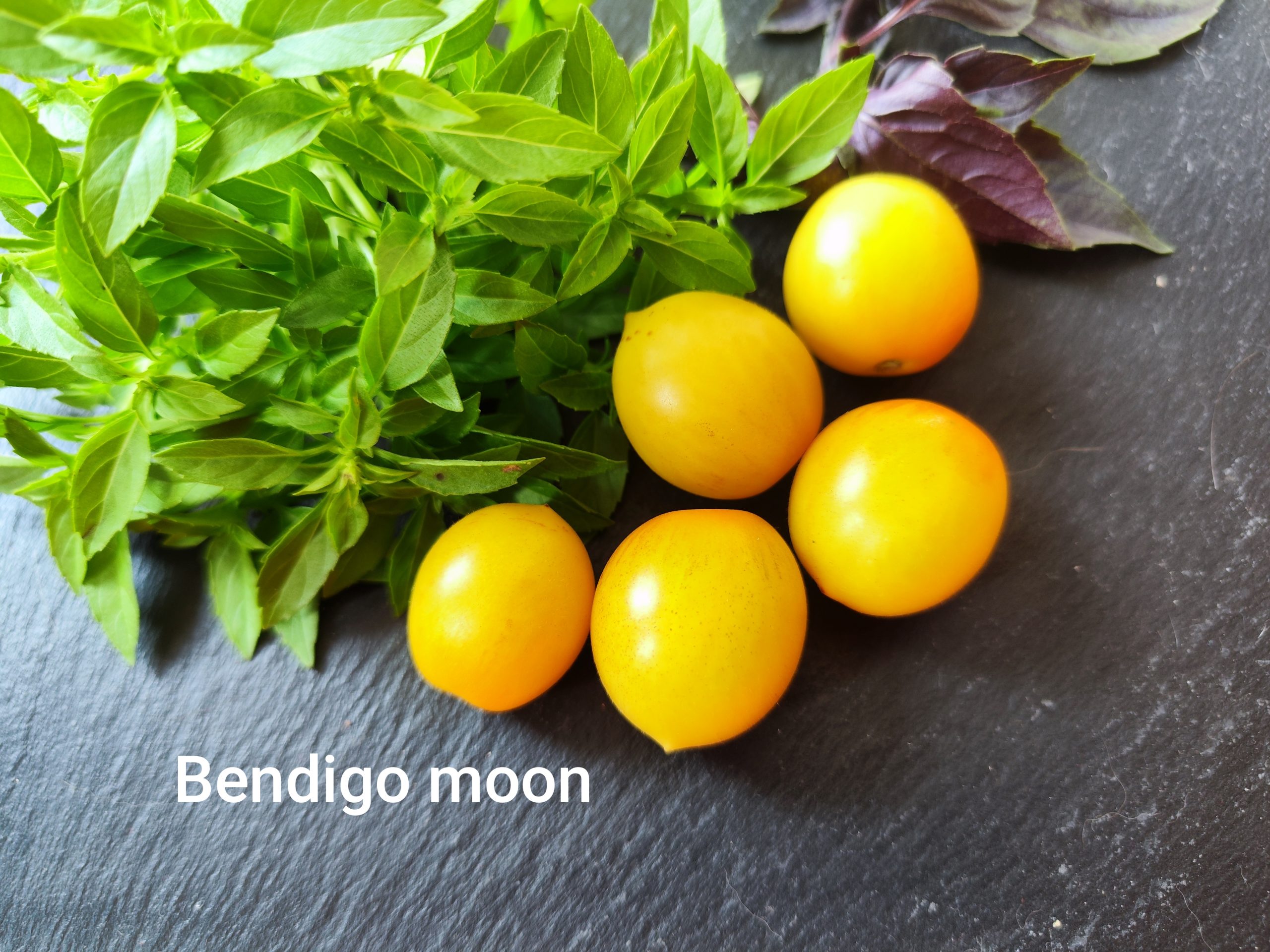 Bendigo moon