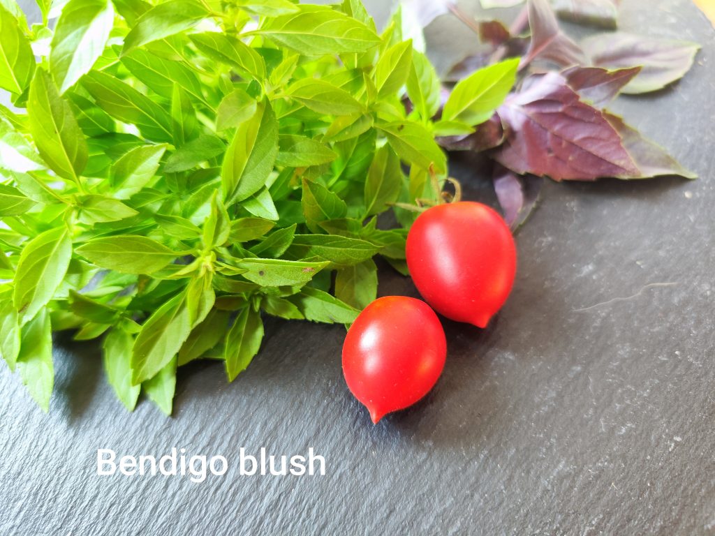 Bendigo Blush