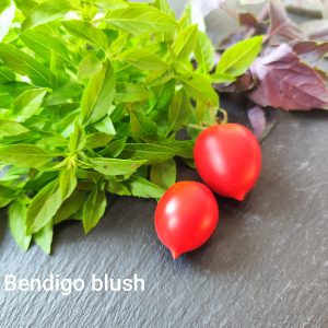 Bendigo Blush